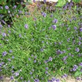 lavendel.jpg